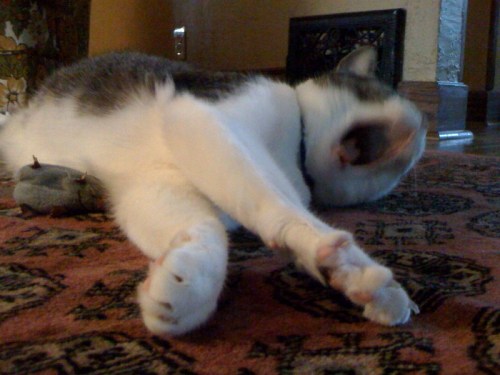 Photo_4