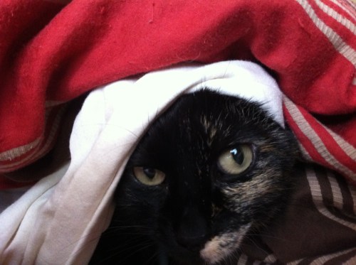 Photo_1